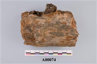 藏品(木化石)的圖片